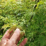 ACER PALMATUM SEIRYU W 4-min