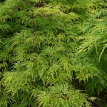ACER PALMATUM SEIRYU W 2-min