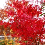 ACER PALMATUM SEIRYU W-min