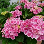 HYDRANGEA MACRO TIVOLI 3 W-min