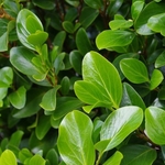 GRISELINIA LITTORALIS 2 W-min