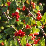 COTONEASTER FRANCHETII W (2)-min