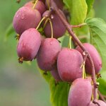 ACTINIDIA KEN'S RED W-min