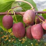 ACTINIDIA KENS RED W2-min