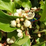 ACTINIDIA WEIKI W-min