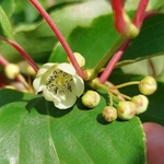 ACTINIDIA WEIKI W2-min