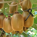 ACTINIDIA HAYWARD W3-min