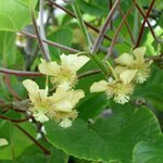 ACTINIDIA TOMURI W-min