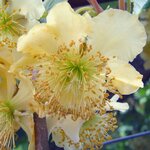 ACTINIDIA TOMURI W2-min