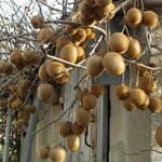 ACTINIDIA HERMA W 3-min