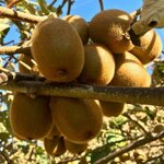 ACTINIDIA HERMA W-min