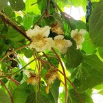 ACTINIDIA HERMA W 2-min