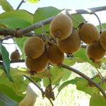ACTINIDIA SOLISSIMO W3.jpg-min