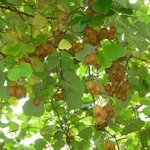 ACTINIDIA SOLISSIMO W-min