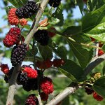 MURIER MOJO BERRY W3-min