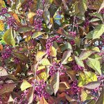 CALLICARPA PROFUSION (2)