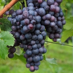 VIGNE ALPHONSE LAVALLEE W3-min