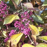CALLICARPA PROFUSION