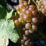 VIGNE CHASSELAS W-min