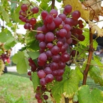 VIGNE CHASSELAS ROSE W2-min