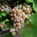 VIGNE VIGN HAPPY VERDIA5-min