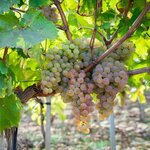 VIGNE VIGN HAPPY VERDIA3-min