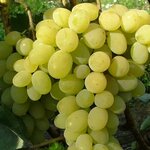VIGNE ITALIA W2-min