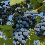 VIGNE MUSCAT DE HAMBOURG W2-min