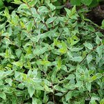 ABELIA LUCKY LOTS SAPHO (4)-min