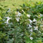 ABELIA LUCKY LOTS SAPHO (2)-min