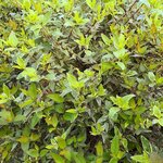 ABELIA LUCKY LOTS (2)-min