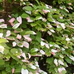 ACTINIDIA KOLOMIKTA WF-min