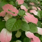 ACTINIDIA KOLOMIKTA WF4-min