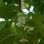 ACTINIDIA KOLOMIKTA WF6-min