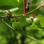 ACTINIDIA KOLOMIKTA WF3-min