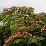 ALBIZIA OMBRELLA WF3-min