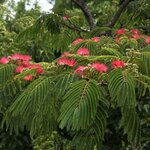 ALBIZIA OMBRELLA WF-min