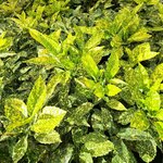 AUCUBA CROTONIFOLIA-min