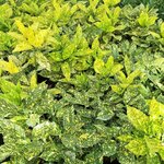 AUCUBA CROTONIFOLIA (2)-min