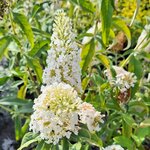 BUDDLEJA WHITE PROFUSION (2)-min