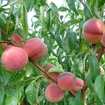 PECHER PECHE DE VIGNE BLANCHE W2-min