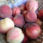 PECHER PECHE DE VIGNE BLANCHE W-min