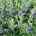 CARYOPTERIS HEAVENLY BLUE (2)