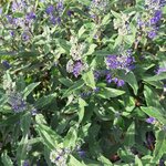 CARYOPTERIS HEAVENLY BLUE