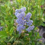 CEANOTHUS TREWITHEN BLUE (2)