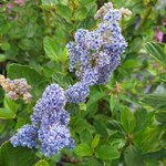 CEANOTHUS TREWITHEN BLUE