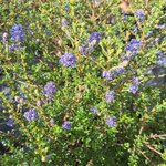 CEANOTHUS PUGET BLUE