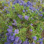 CEANOTHUS CONCHA (2)-min