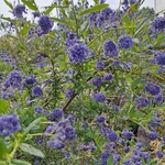 CEANOTHUS CONCHA-min