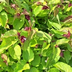 LEYCESTERIA GOLDEN LANTERNS (2)-min